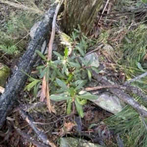 Tasmannia xerophila subsp. xerophila at Cotter River, ACT - 29 Jun 2023