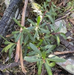 Tasmannia xerophila subsp. xerophila at Cotter River, ACT - 29 Jun 2023