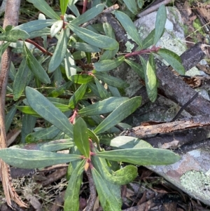 Tasmannia xerophila subsp. xerophila at Cotter River, ACT - 29 Jun 2023
