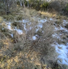 Leptospermum myrtifolium at Cotter River, ACT - 29 Jun 2023 09:57 AM