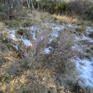 Leptospermum myrtifolium at Cotter River, ACT - 29 Jun 2023 09:57 AM