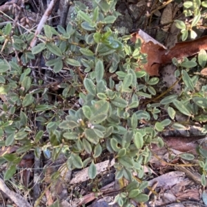 Podolobium alpestre at Cotter River, ACT - 29 Jun 2023 09:56 AM