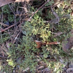 Podolobium alpestre at Cotter River, ACT - 29 Jun 2023 09:56 AM