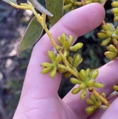 Eucalyptus pauciflora subsp. pauciflora (White Sally, Snow Gum) at Cotter River, ACT - 29 Jun 2023 by Tapirlord