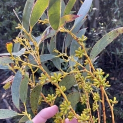 Eucalyptus pauciflora subsp. pauciflora at Cotter River, ACT - 29 Jun 2023 09:51 AM