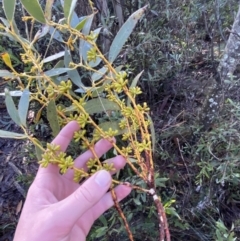 Eucalyptus pauciflora subsp. pauciflora at Cotter River, ACT - 29 Jun 2023 09:51 AM