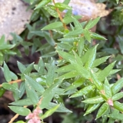 Acrotriche leucocarpa (Tall Acrotriche) at Paddys River, ACT - 29 Jun 2023 by Tapirlord