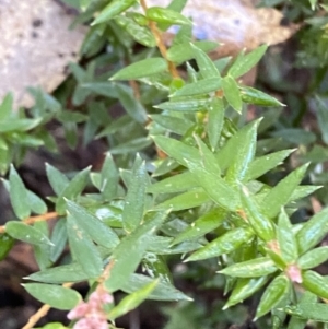 Acrotriche leucocarpa at Paddys River, ACT - 29 Jun 2023