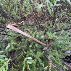 Acrotriche leucocarpa at Paddys River, ACT - 29 Jun 2023