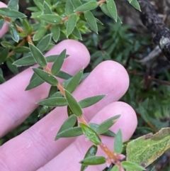 Acrotriche leucocarpa at Paddys River, ACT - 29 Jun 2023