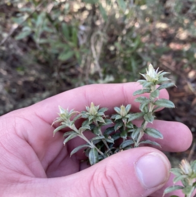 Oxylobium ellipticum (Common Shaggy Pea) at Tidbinbilla Nature Reserve - 28 Jun 2023 by Tapirlord
