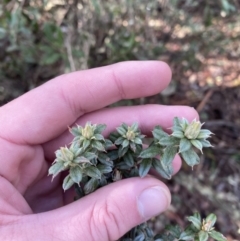 Oxylobium ellipticum at Paddys River, ACT - 29 Jun 2023