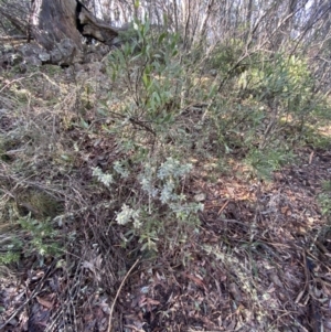 Oxylobium ellipticum at Paddys River, ACT - 29 Jun 2023