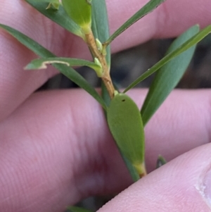 Leucopogon gelidus at Cotter River, ACT - 29 Jun 2023