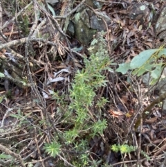 Leucopogon gelidus at Cotter River, ACT - 29 Jun 2023