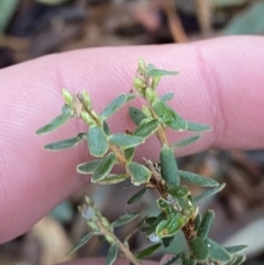 Acrothamnus hookeri (Mountain Beard Heath) at Cotter River, ACT - 29 Jun 2023 by Tapirlord
