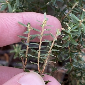 Acrothamnus hookeri at Cotter River, ACT - 29 Jun 2023