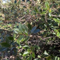 Coprosma hirtella (Currant Bush) at Paddys River, ACT - 28 Jun 2023 by Tapirlord