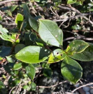 Coprosma hirtella at Paddys River, ACT - 29 Jun 2023