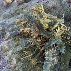 Polystichum proliferum (Mother Shield Fern) at Paddys River, ACT - 28 Jun 2023 by Tapirlord