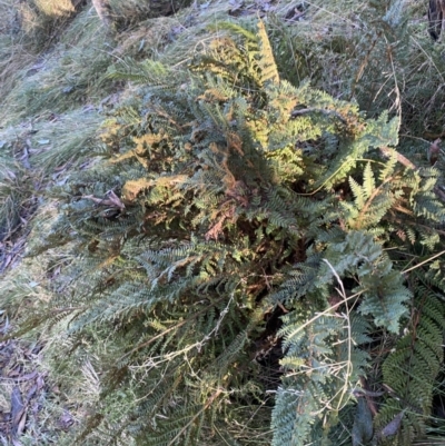 Polystichum proliferum (Mother Shield Fern) at Paddys River, ACT - 29 Jun 2023 by Tapirlord