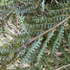 Polystichum proliferum at Paddys River, ACT - 29 Jun 2023