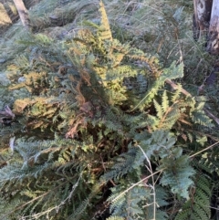 Polystichum proliferum at Paddys River, ACT - 29 Jun 2023 09:41 AM