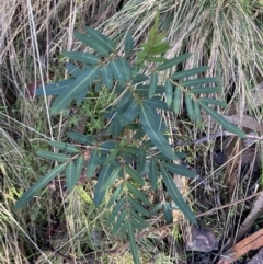 Polyscias sambucifolia subsp. Short leaflets (V.Stajsic 196) Vic. Herbarium (Elderberry Panax, Ornamental Ash, Elderberry Ash) at Paddys River, ACT - 29 Jun 2023 by Tapirlord