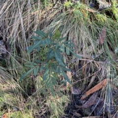 Polyscias sambucifolia subsp. Short leaflets (V.Stajsic 196) Vic. Herbarium at Paddys River, ACT - 29 Jun 2023