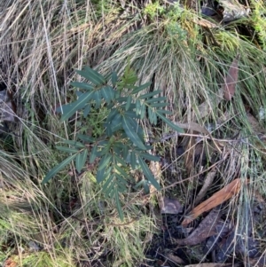 Polyscias sambucifolia subsp. Short leaflets (V.Stajsic 196) Vic. Herbarium at Paddys River, ACT - 29 Jun 2023 09:39 AM