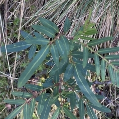 Polyscias sambucifolia subsp. Short leaflets (V.Stajsic 196) Vic. Herbarium at Paddys River, ACT - 29 Jun 2023 09:39 AM