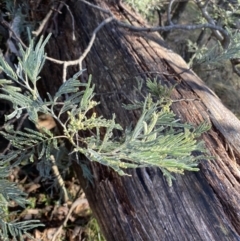 Acacia dealbata subsp. subalpina (Monaro Silver-wattle) at Paddys River, ACT - 29 Jun 2023 by Tapirlord