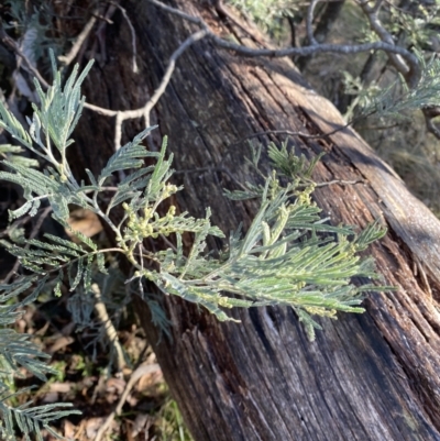 Acacia dealbata subsp. subalpina (Monaro Silver-wattle) at Paddys River, ACT - 29 Jun 2023 by Tapirlord