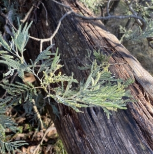 Acacia dealbata subsp. subalpina at Paddys River, ACT - 29 Jun 2023