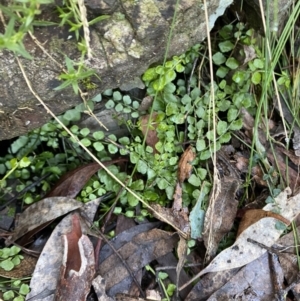 Asplenium flabellifolium at Paddys River, ACT - 29 Jun 2023 09:38 AM