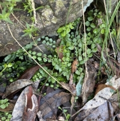 Asplenium flabellifolium (Necklace Fern) at Paddys River, ACT - 28 Jun 2023 by Tapirlord