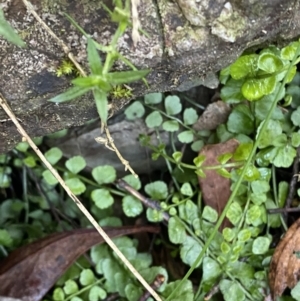 Asplenium flabellifolium at Paddys River, ACT - 29 Jun 2023