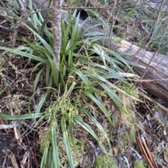 Dianella tasmanica (Tasman Flax Lily) at Tidbinbilla Nature Reserve - 28 Jun 2023 by Tapirlord