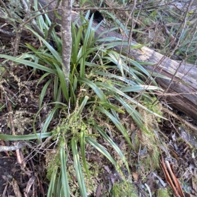 Dianella tasmanica (Tasman Flax Lily) at Tidbinbilla Nature Reserve - 28 Jun 2023 by Tapirlord