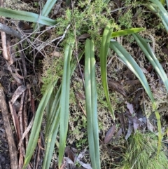 Dianella tasmanica at Paddys River, ACT - 29 Jun 2023