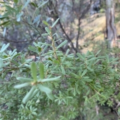 Kunzea peduncularis (Mountain Burgan) at Paddys River, ACT - 29 Jun 2023 by Tapirlord