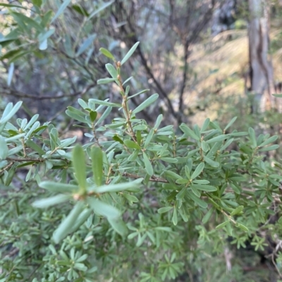 Kunzea peduncularis (Mountain Burgan) at Paddys River, ACT - 29 Jun 2023 by Tapirlord