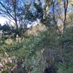 Kunzea peduncularis at Paddys River, ACT - 29 Jun 2023