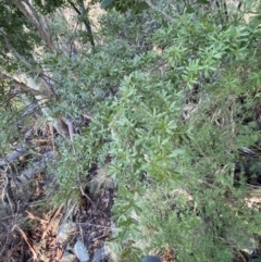 Kunzea peduncularis at Paddys River, ACT - 29 Jun 2023