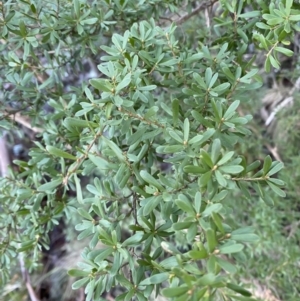 Kunzea peduncularis at Paddys River, ACT - 29 Jun 2023