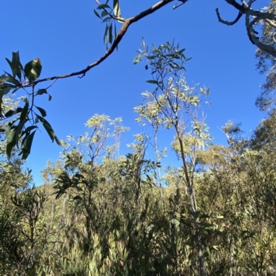 Acacia obliquinervia (Mountain Hickory) at Tidbinbilla Nature Reserve - 28 Jun 2023 by Tapirlord