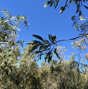 Acacia obliquinervia at Paddys River, ACT - 29 Jun 2023