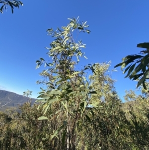 Acacia obliquinervia at Paddys River, ACT - 29 Jun 2023