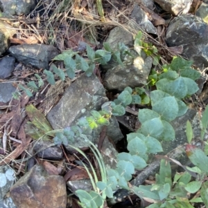 Veronica perfoliata at Paddys River, ACT - 29 Jun 2023 09:10 AM