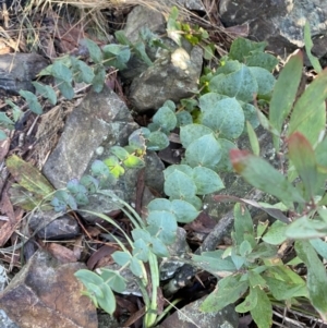 Veronica perfoliata at Paddys River, ACT - 29 Jun 2023 09:10 AM